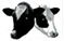 Image of Cow heads